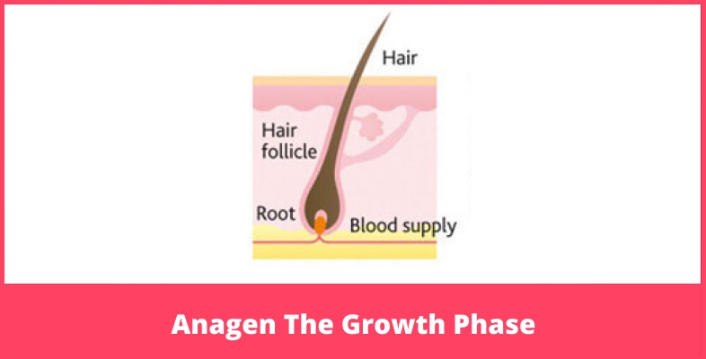 Anagen The Growth Phase