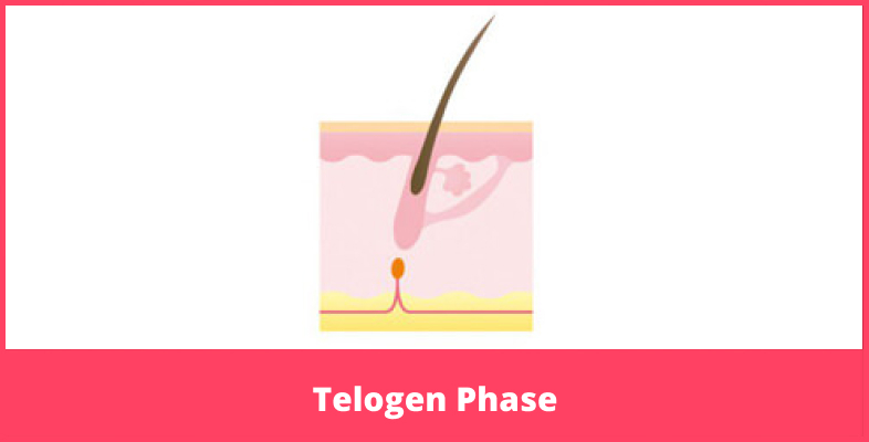 Telogen Phase